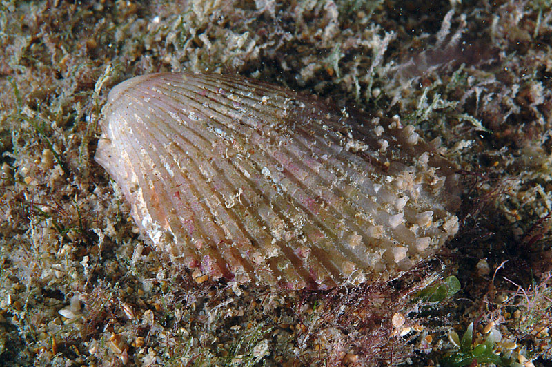 Lima tuberculata, Lima tuberculata e Chama gryphoides